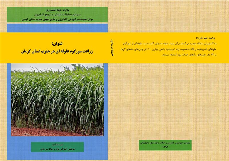 زراعت سورگوم علوفه ای در جنوب استان کرمان